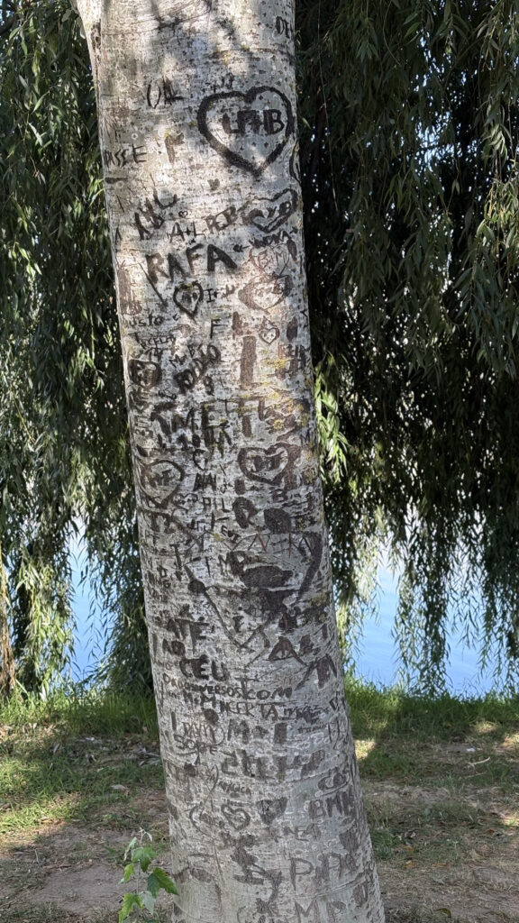 Árvore em coimbra